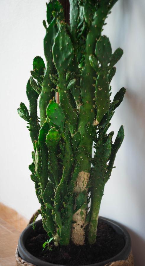 Evergreen Nea Moudania